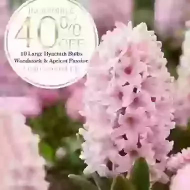 Apricot Passion